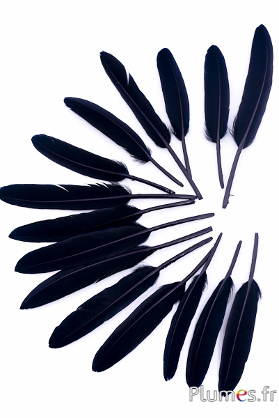 Oie Lame - 10-15 cm - noir